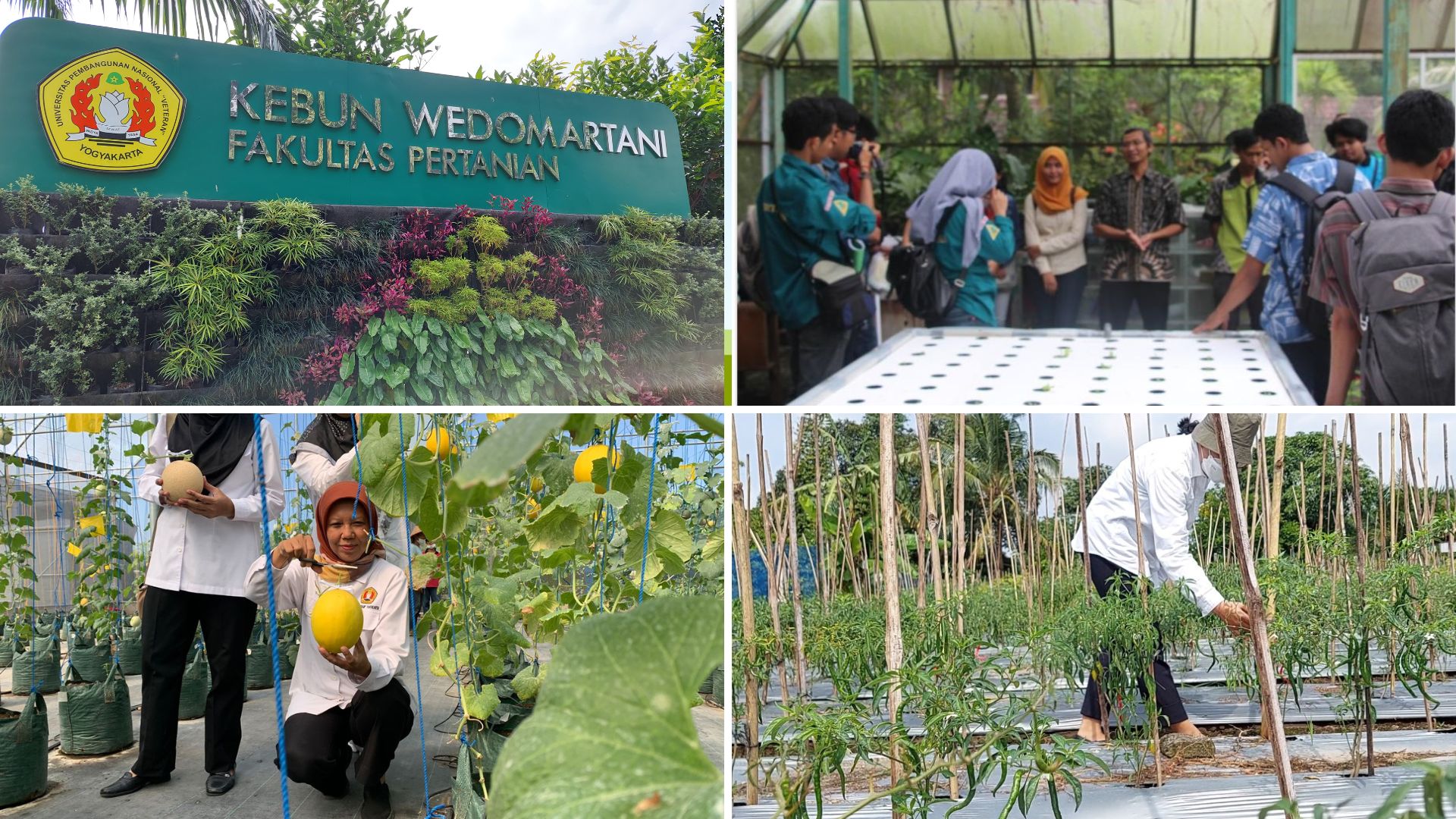 Kebun Praktik Fakultas Pertanian UPN "Veteran" Yogyakarta