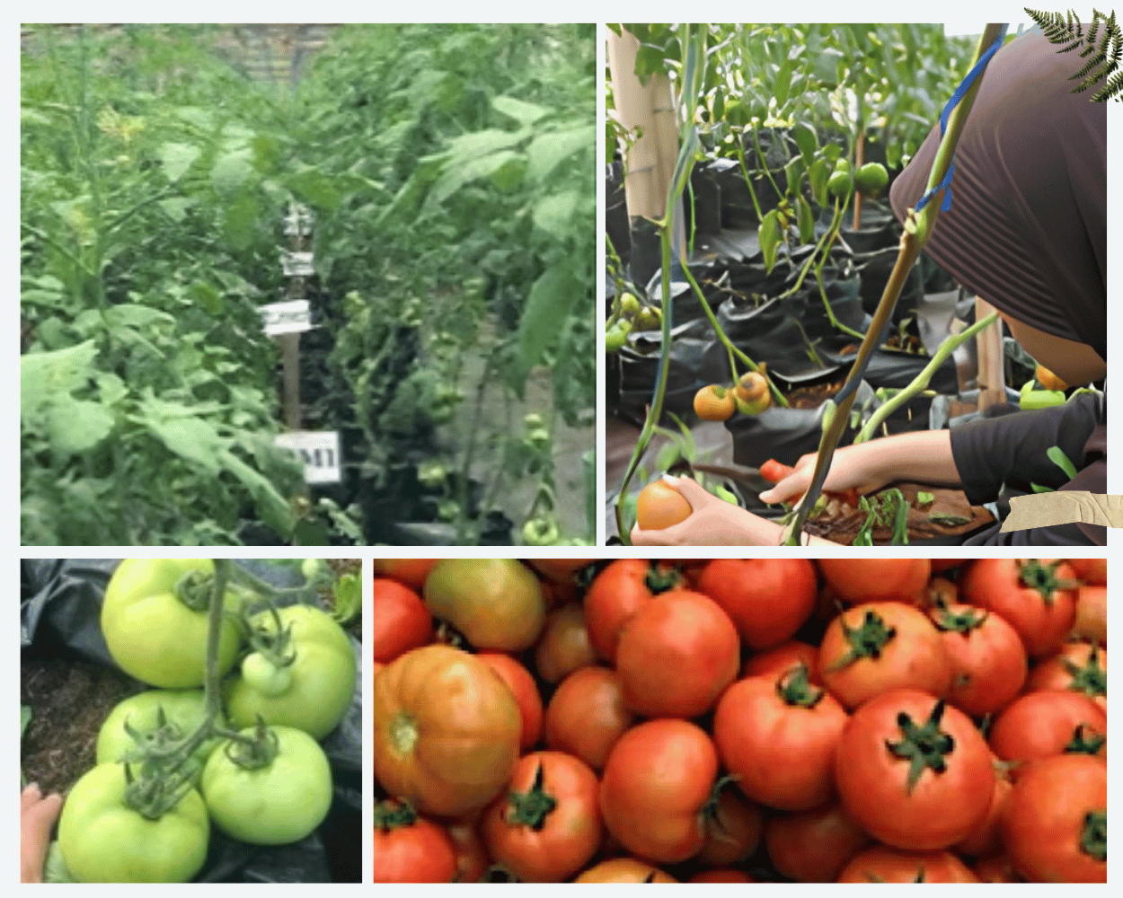 Program Studi Agroteknologi