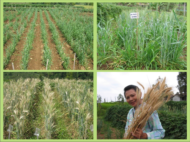 Jurusan Studi Agroteknologi